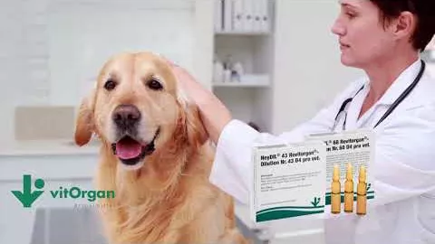 Video über NeyDIL® Nr. 43 Revitorgan® D4 pro vet. Ampullen, 5X2 ml