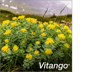 VITANGO Filmtabletten, 30 St