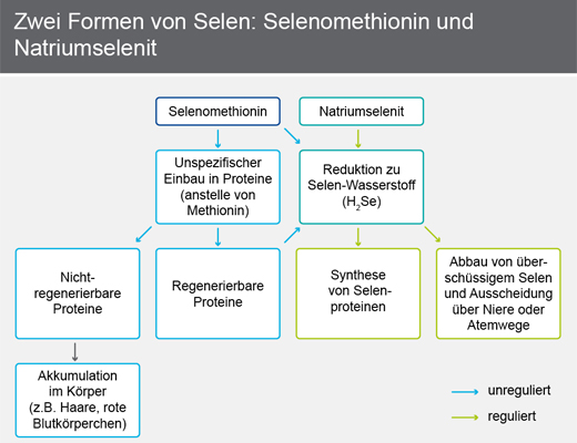 Selenase 100 XL Tabletten, 90 St