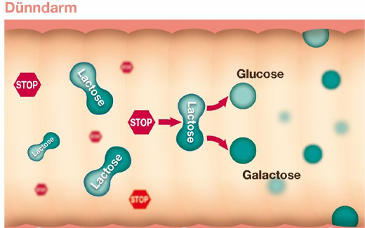 LACTOSTOP 3.300 FCC Tabletten Klickspender, 40 St