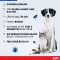 BOLFO Flohschutzband braun f.kleine Hunde/Katzen, 1 St