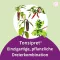 TONSIPRET Tropfen, 50 ml