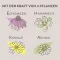 APOTHEKERS Lippenbalsam, 1 St