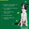 ADVANTAGE 250 Lösung f.Hunde 10-25 kg, 4 St