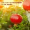 Granatapfel Elixier mediterran Dr. Jacob`s, 500 ml