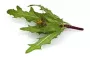 Instructions for use for GASTEO Tropfen bei Magen-Darm-Beschwerden, 20 ml - 6
