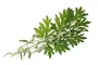 Instructions for use for GASTEO Tropfen bei Magen-Darm-Beschwerden, 50 ml - 5