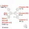 Maca 4:1 hochdosiert + L-Arginin Kapseln, 240 St