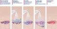 Instructions for use for MediGel® Wundreinigungsspray , 50 ml - 6