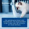 Nurexan ad us. vet. Tabletten , 500 St