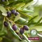 PLANTANA Olive Körpercreme m.Vitamin-E, 500 ml